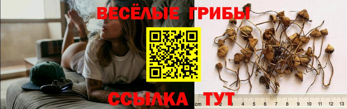 Псилоцибиновые грибы MAGIC MUSHROOMS Карасук